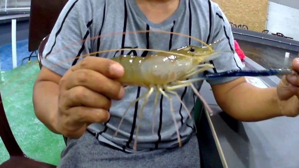 AA kolam pancing udang galah 1 aa kolam pancing udang galah