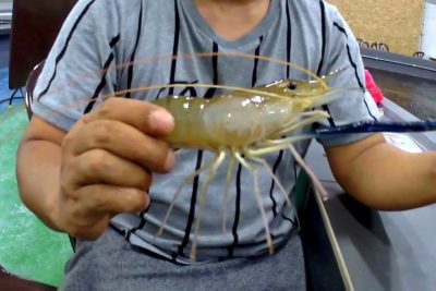 aa kolam pancing udang galah