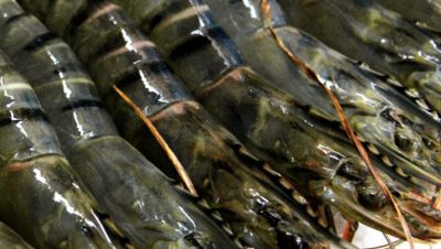 acetigerprawnenterprise 1