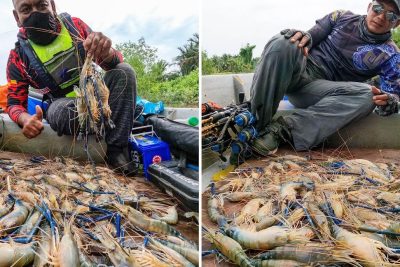din pancing udang galah