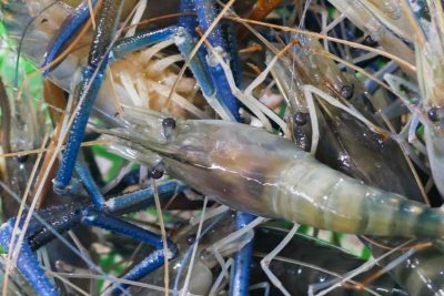 e6b299e799bbe5a4a9e5a4a9e69da5e99293e899bee59cba