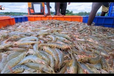 everyday eco fishingkolam udang tampin
