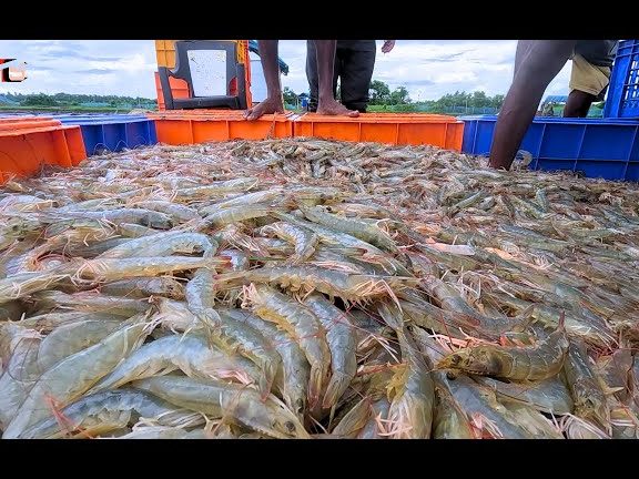 EVERYDAY ECO FISHING(kolam udang tampin) 1 everyday eco fishingkolam udang tampin