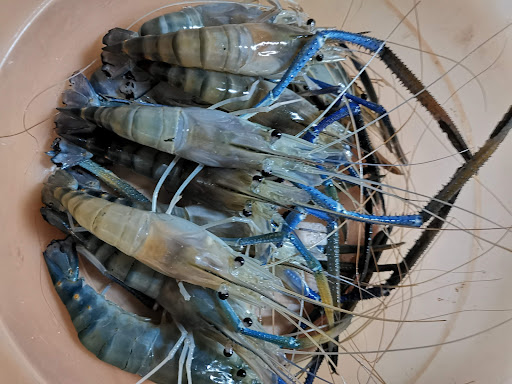 Kolam Memancing Udang Galah JTR 2019