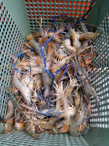 Kolam Pancing Udang Galah Noramzah