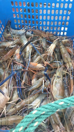 Kolam Pancing Udang Galah kg subang
