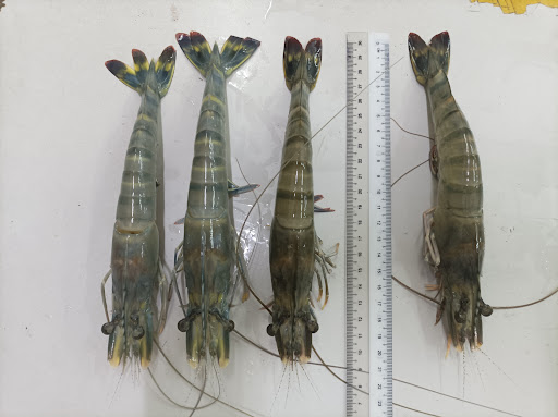 Kolam Pancing Udang Bahau