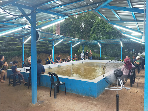 kolam mancing udang galah rembau