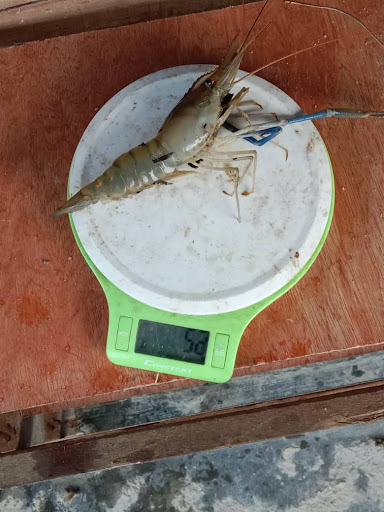 Kolam Pancing Udang galah Pak harun