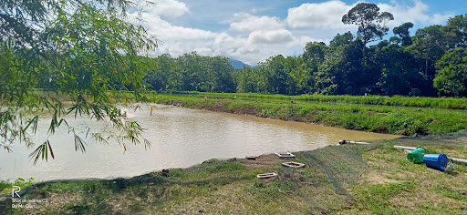 Kolam Udang Galah Pak Jabit