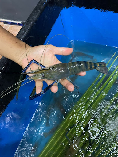 Kolam Pancing Udang Bros Jenggo