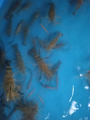Kolam Pancing Udang Galah