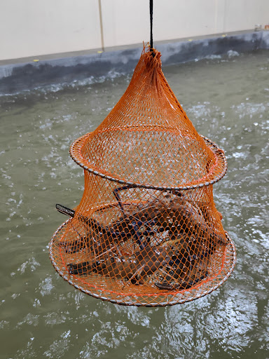 KOLAM MANCING UDANG FKS