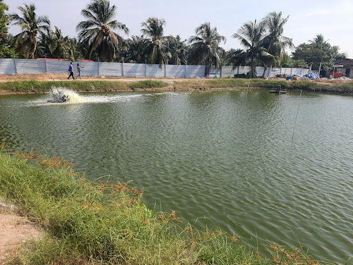 KOLAM UDANG HARIMAU