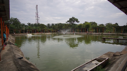 Kolam Pancing Udang Galah Mileseven Ijok