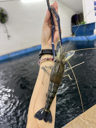 Kolam Pancing Udang Sungkai