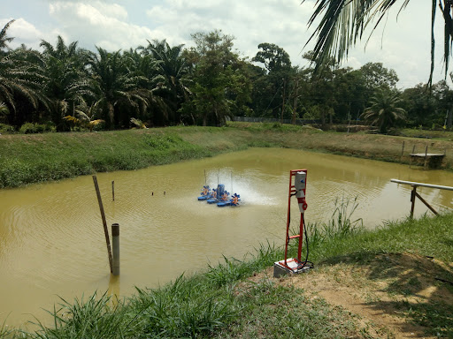 Kolam Ikan Dan Udang Kuala Slim