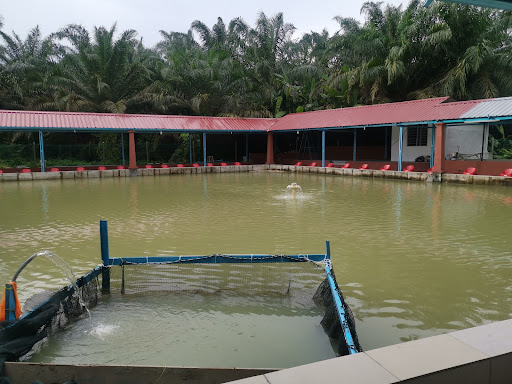 Kolam Pancing Udang Galah D'sebasu