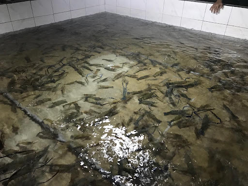 Kolam Pancing Udang Galah Bukit Tinggi Klang