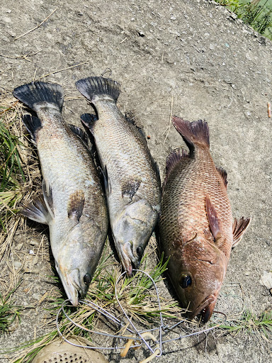 Kolam Pancing Air Masin Sungai Bakau