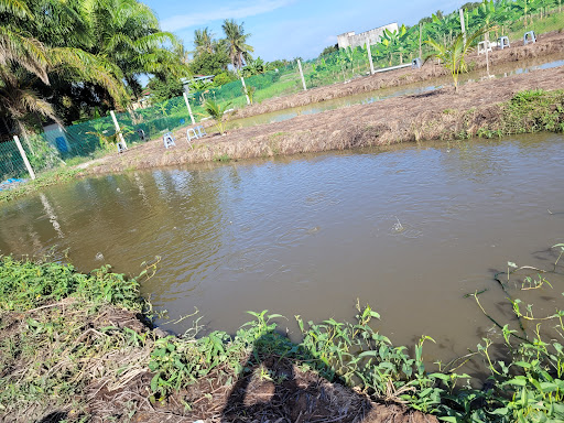 Laman Pancing Sawah Padi