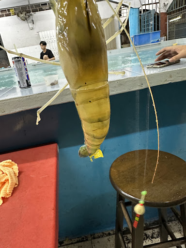 Pusat Menmancing Udang Pinang A