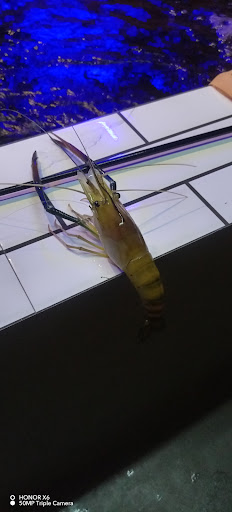 Kolam pancing udang galah jebat