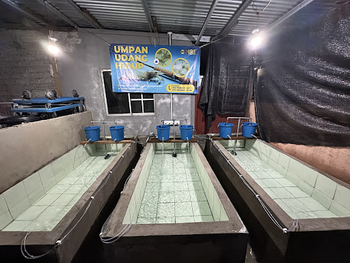 Umpan Udang Hidup Sepanggar