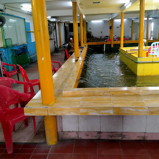 Sea lion kolam udang.