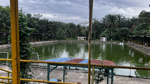 KOLAM PANCING SALAK TINGGI