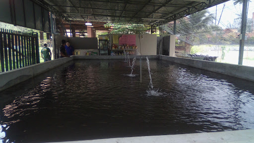 PUSAT MEMANCING UDANG DINNEE ENTERPRISE