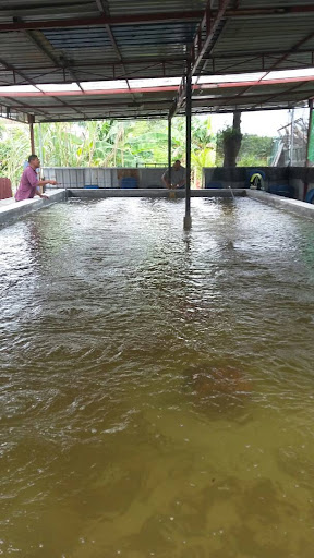 Kolam Pancing Udang Jalan Reko