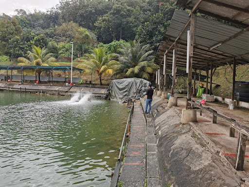 Uni Fishing Pond