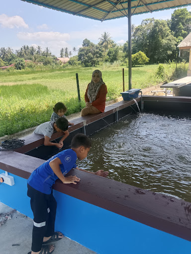Kolam pancing udang galah bandar bachok