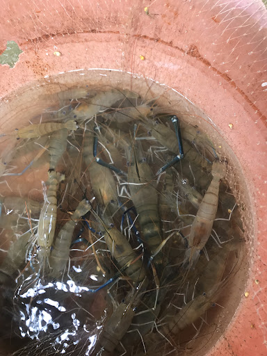Kolam Pancing Udang Gool Melaka