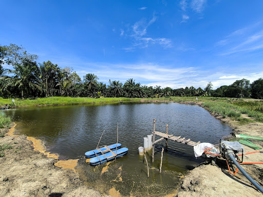 kalifah zaman kolam udang kampung bikang