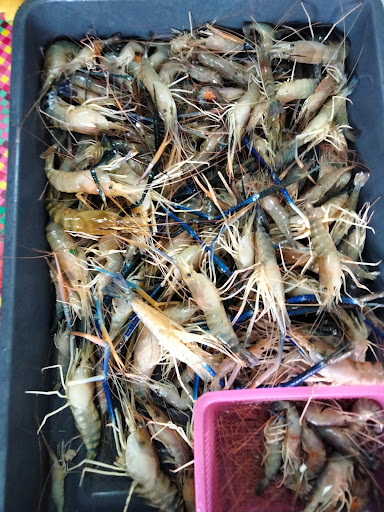 MZ AQUACULTURE