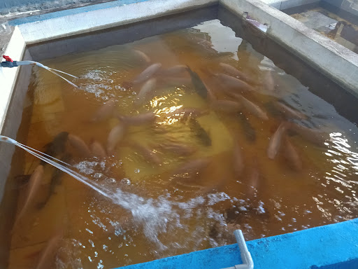 Jom mrmancing