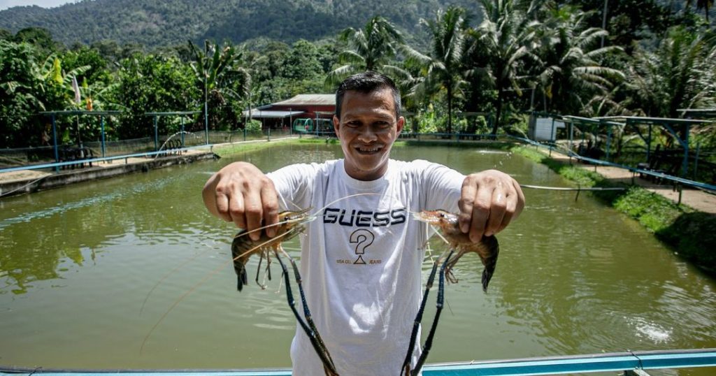 kalifah zaman kolam udang kampung bikang 1 kalifah zaman kolam udang kampung bikang