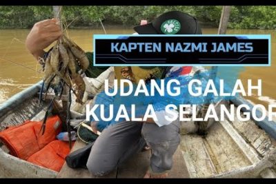 kapten udang galah