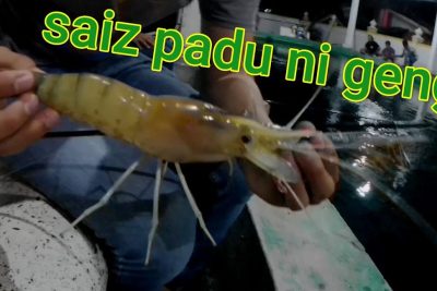 kolam ikan dan udang kuala slim