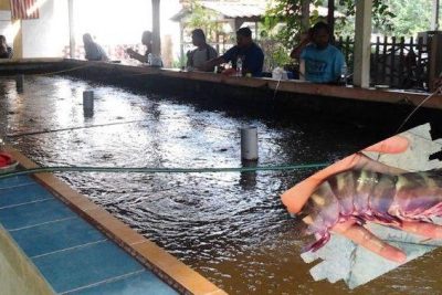 kolam memancing udang