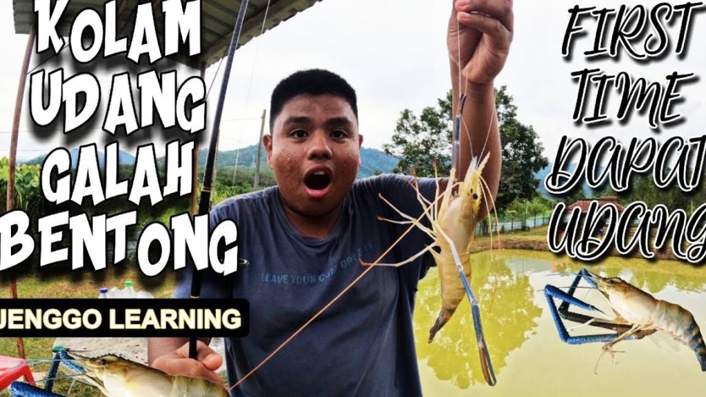 Kolam memancing Udang galah Abang Roi 1 kolam memancing udang galah abang roi