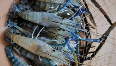 kolam memancing udang galah jtr 2019