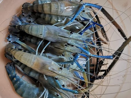 Kolam Memancing Udang Galah JTR 2019 1 kolam memancing udang galah jtr 2019