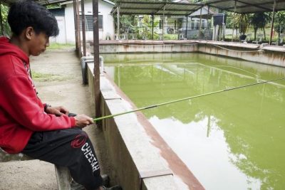 kolam memancing udang galah lumut 1