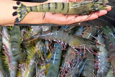 kolam memancing udang happy manors