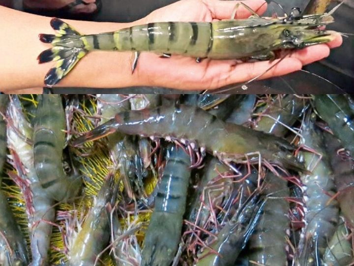 Kolam Memancing Udang Happy Manors 1 kolam memancing udang happy manors