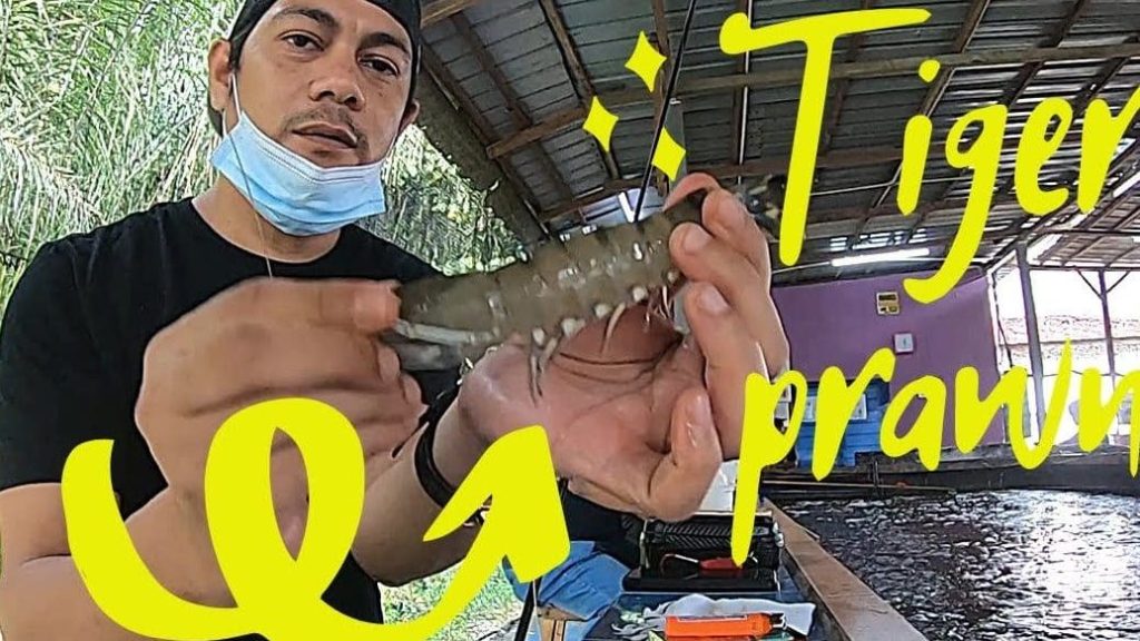 Kolam Memancing Udang Harimau Ampangan 1 kolam memancing udang harimau ampangan