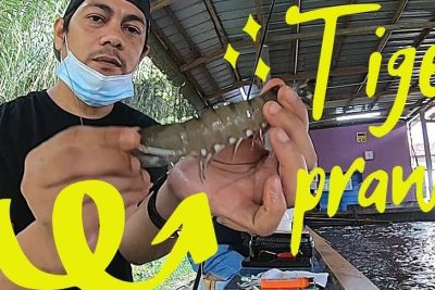 kolam memancing udang harimau ampangan